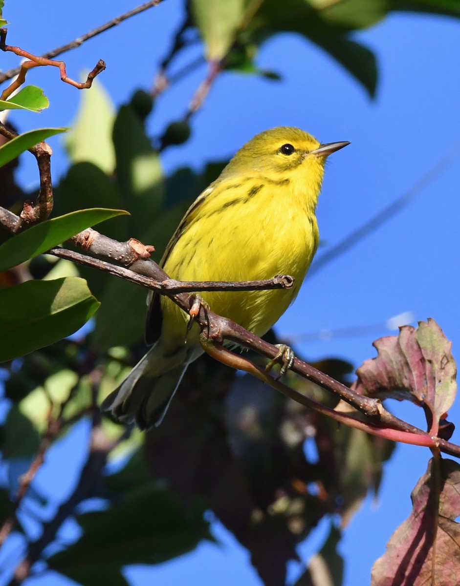 Prairie Warbler - ML643161776