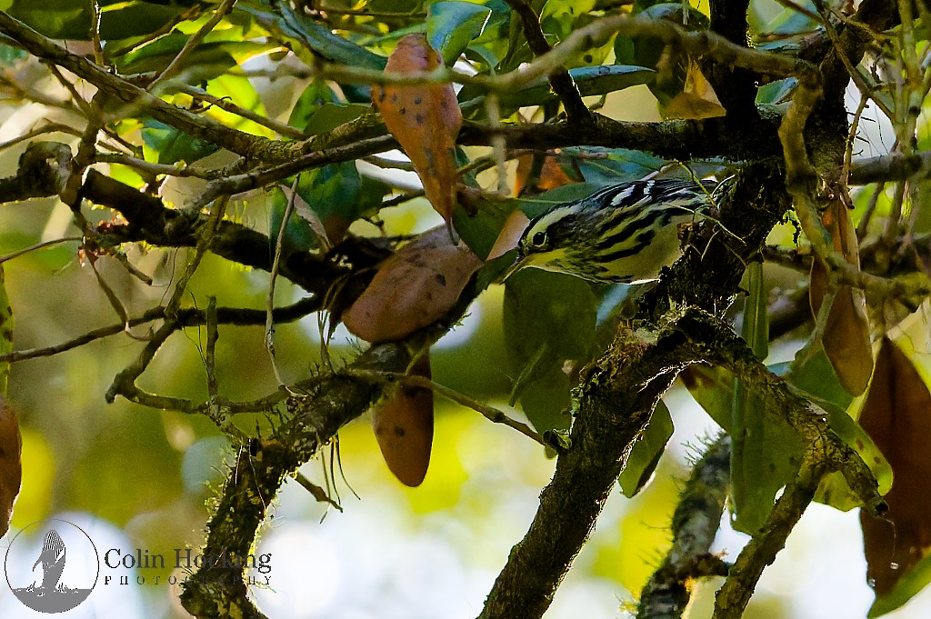 Black-and-white Warbler - ML643161791