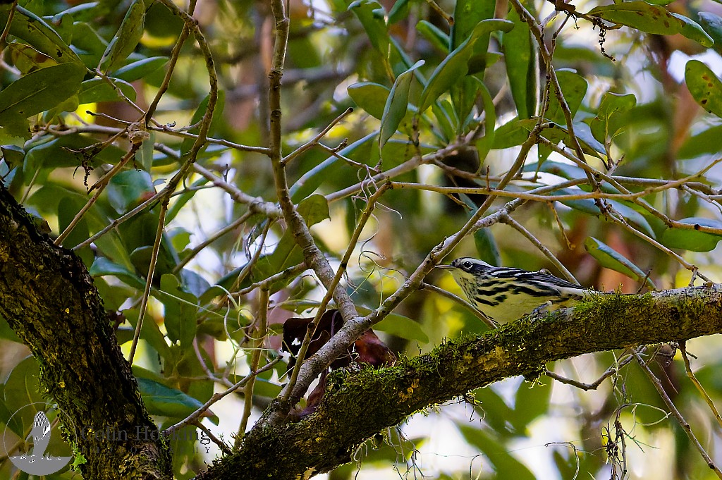Black-and-white Warbler - ML643161792