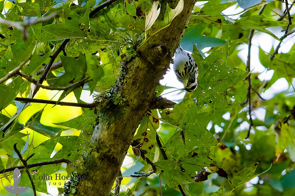 Black-and-white Warbler - ML643161793