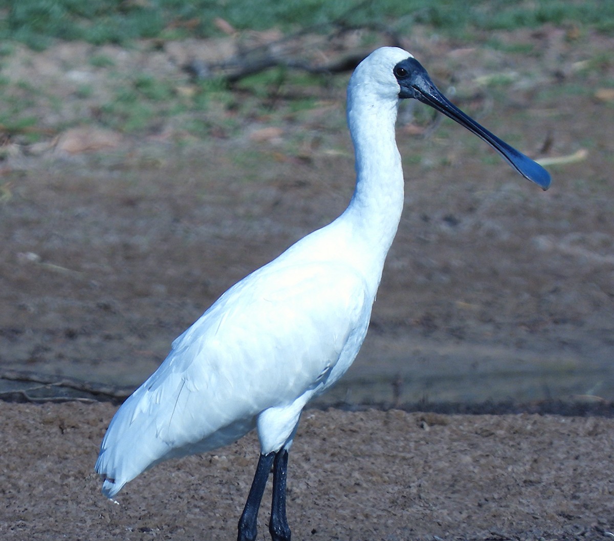 Royal Spoonbill - ML643161806