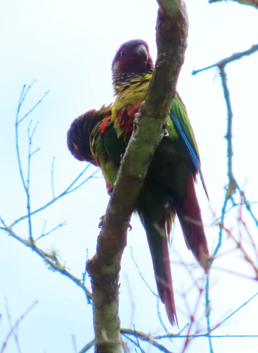 Painted Parakeet - ML643161808