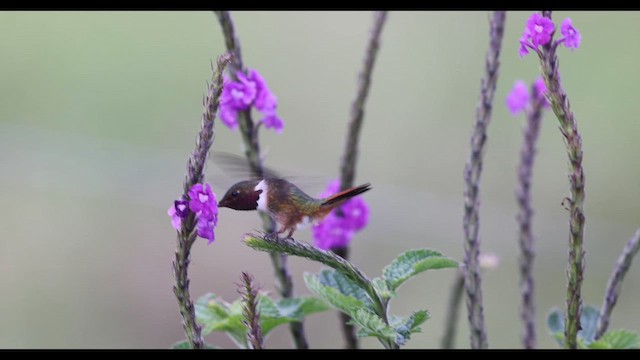 Volcano Hummingbird (Rose-throated) - ML643161812