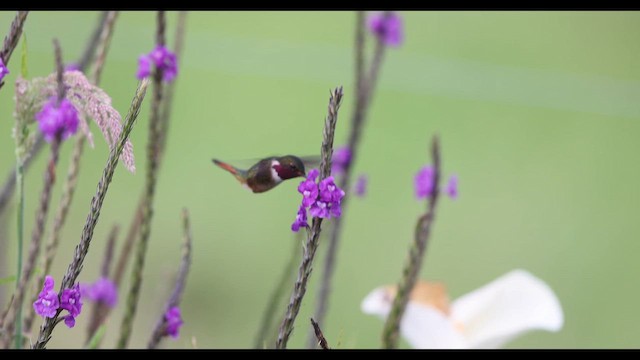 Volcano Hummingbird (Rose-throated) - ML643161813