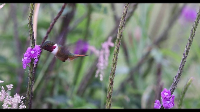 Volcano Hummingbird (Rose-throated) - ML643161814