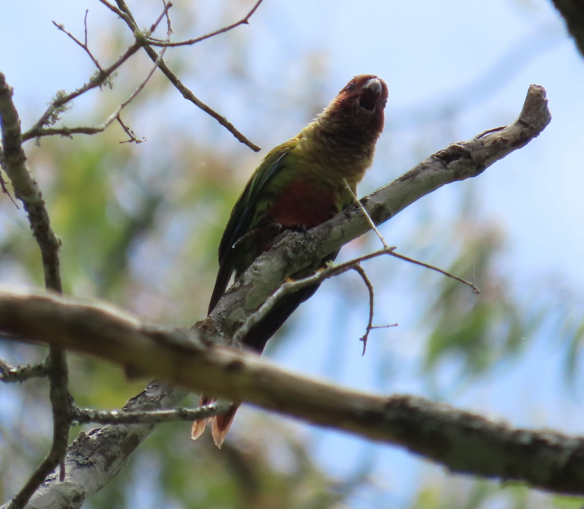 Painted Parakeet - ML643161816