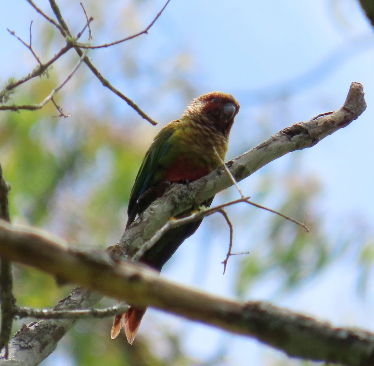 Painted Parakeet - ML643161817