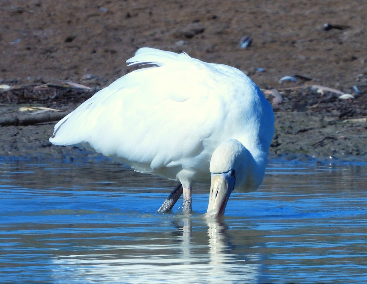 Yellow-billed Spoonbill - ML643161819