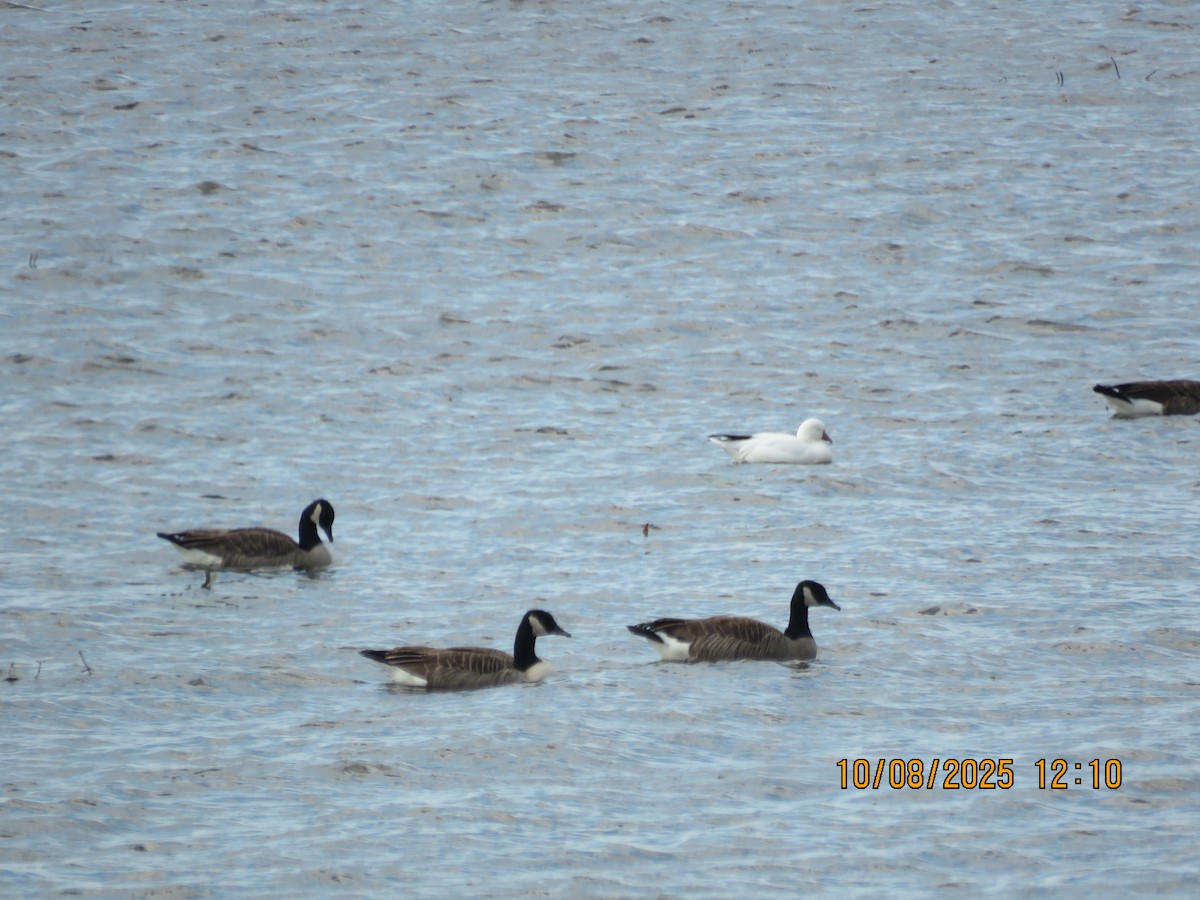 ヒメハクガン - ML643161822