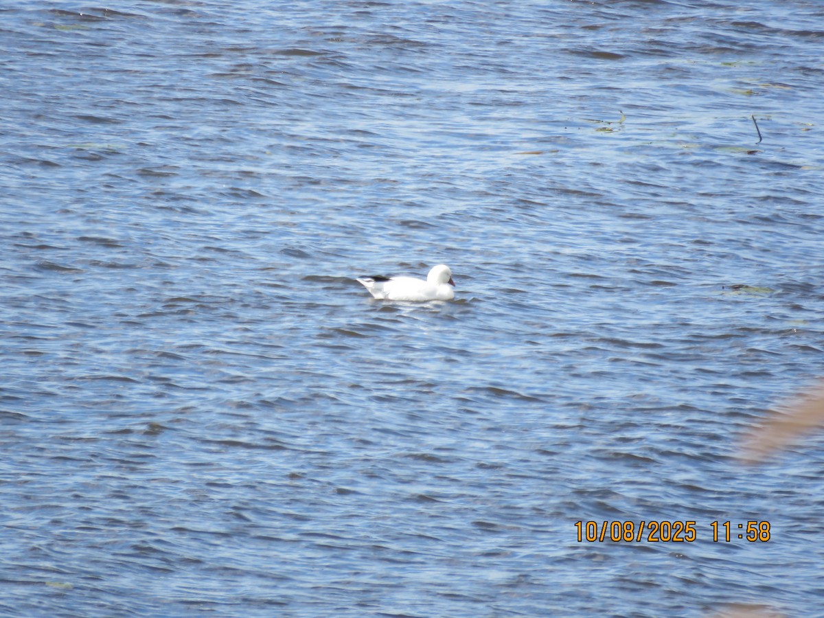 ヒメハクガン - ML643161824