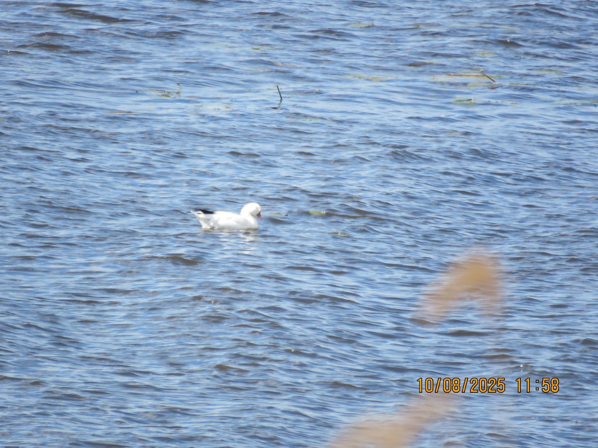 Ross's Goose - ML643161825