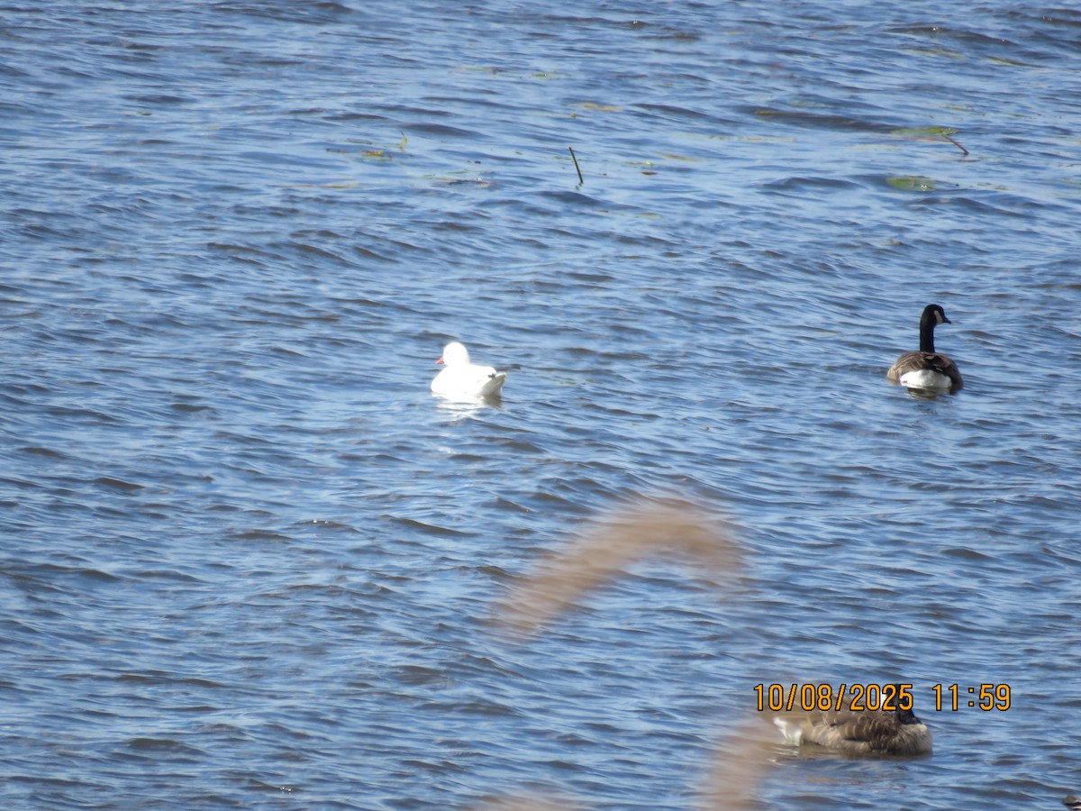 ヒメハクガン - ML643161826