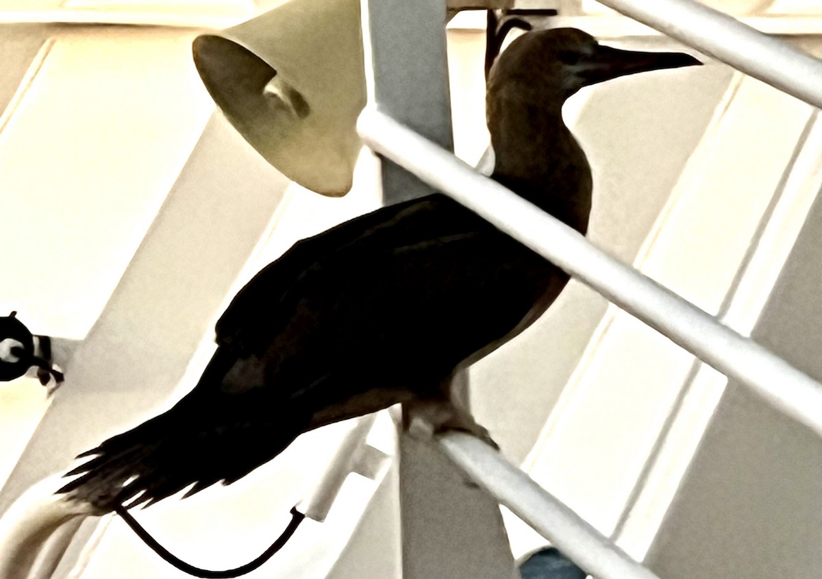 Brown Booby - ML643161830