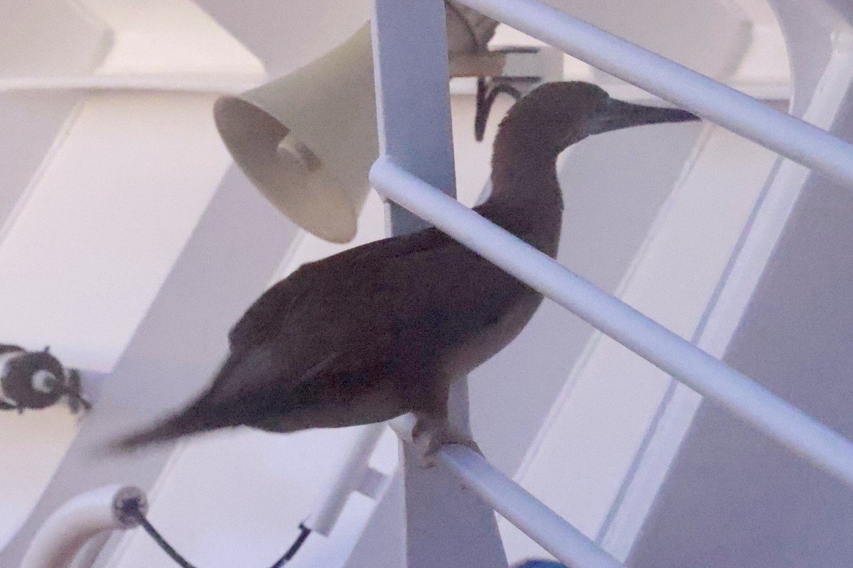 Brown Booby - ML643161831