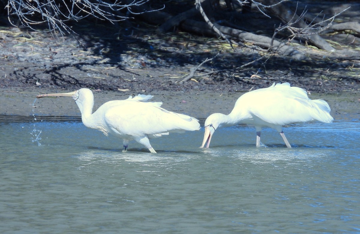 Yellow-billed Spoonbill - ML643161838