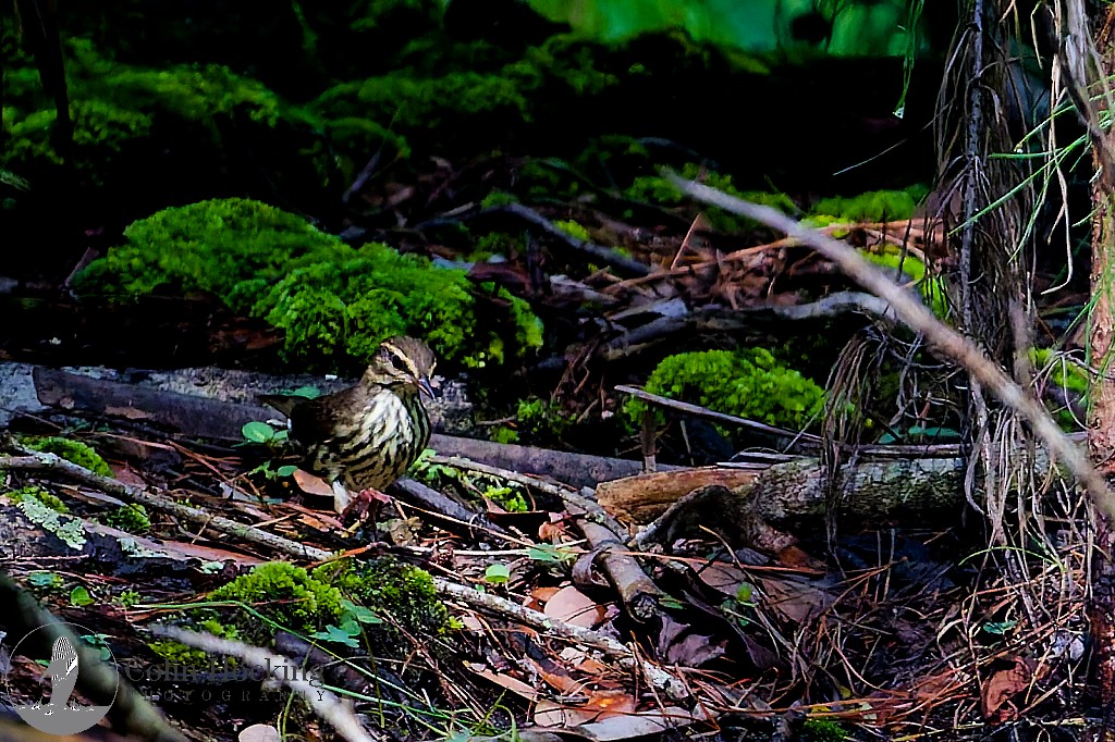 Northern Waterthrush - ML643161839