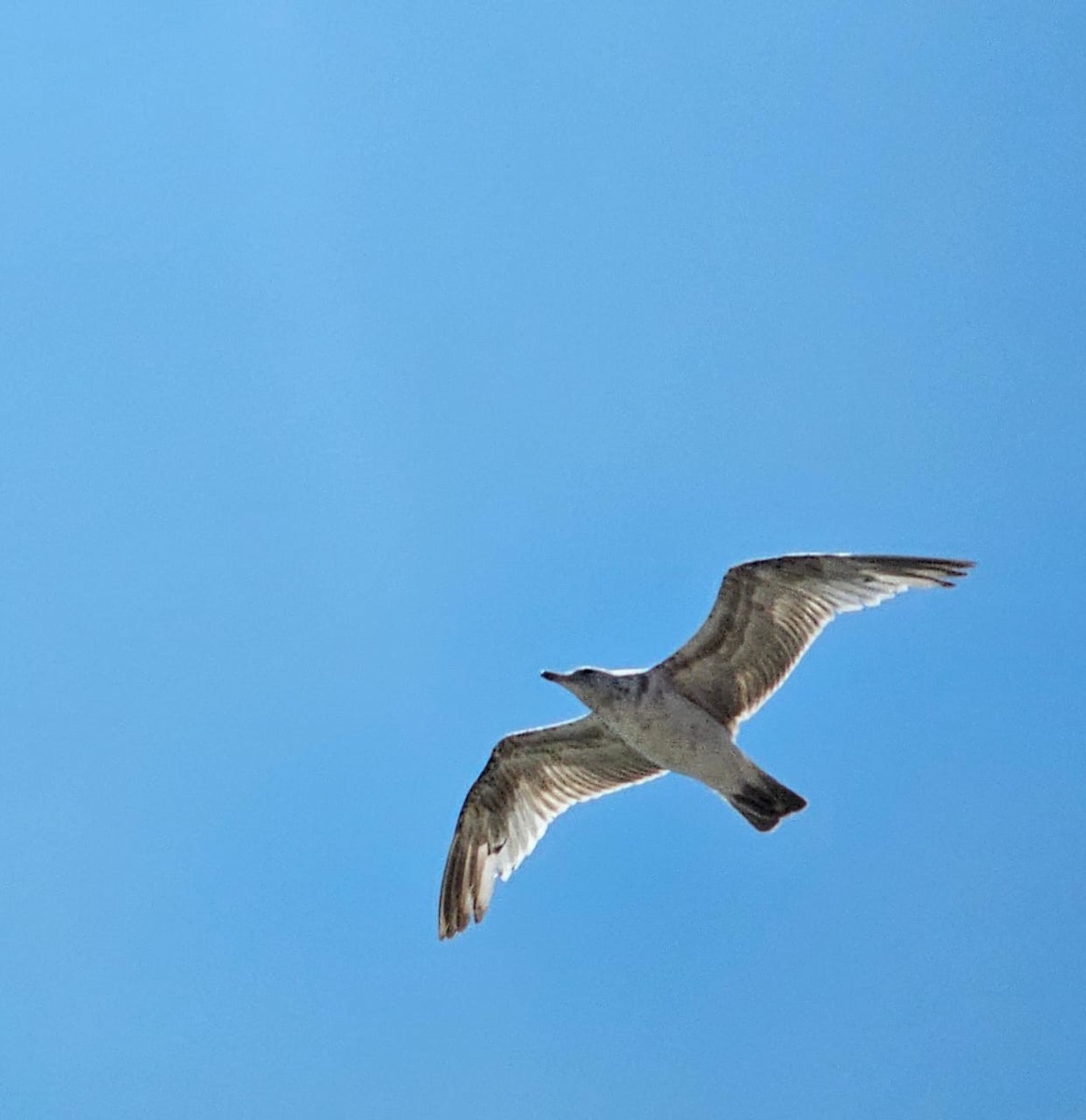 Goéland hudsonien - ML643161849