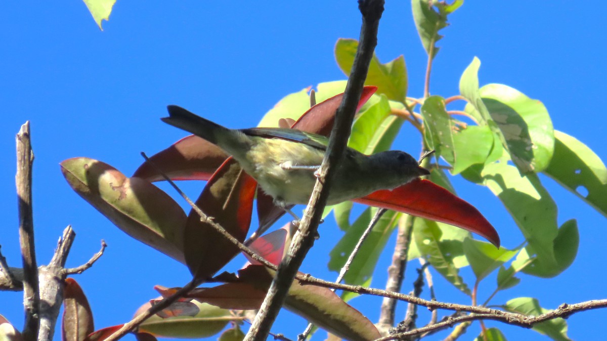 Black-headed Tanager - ML643161857