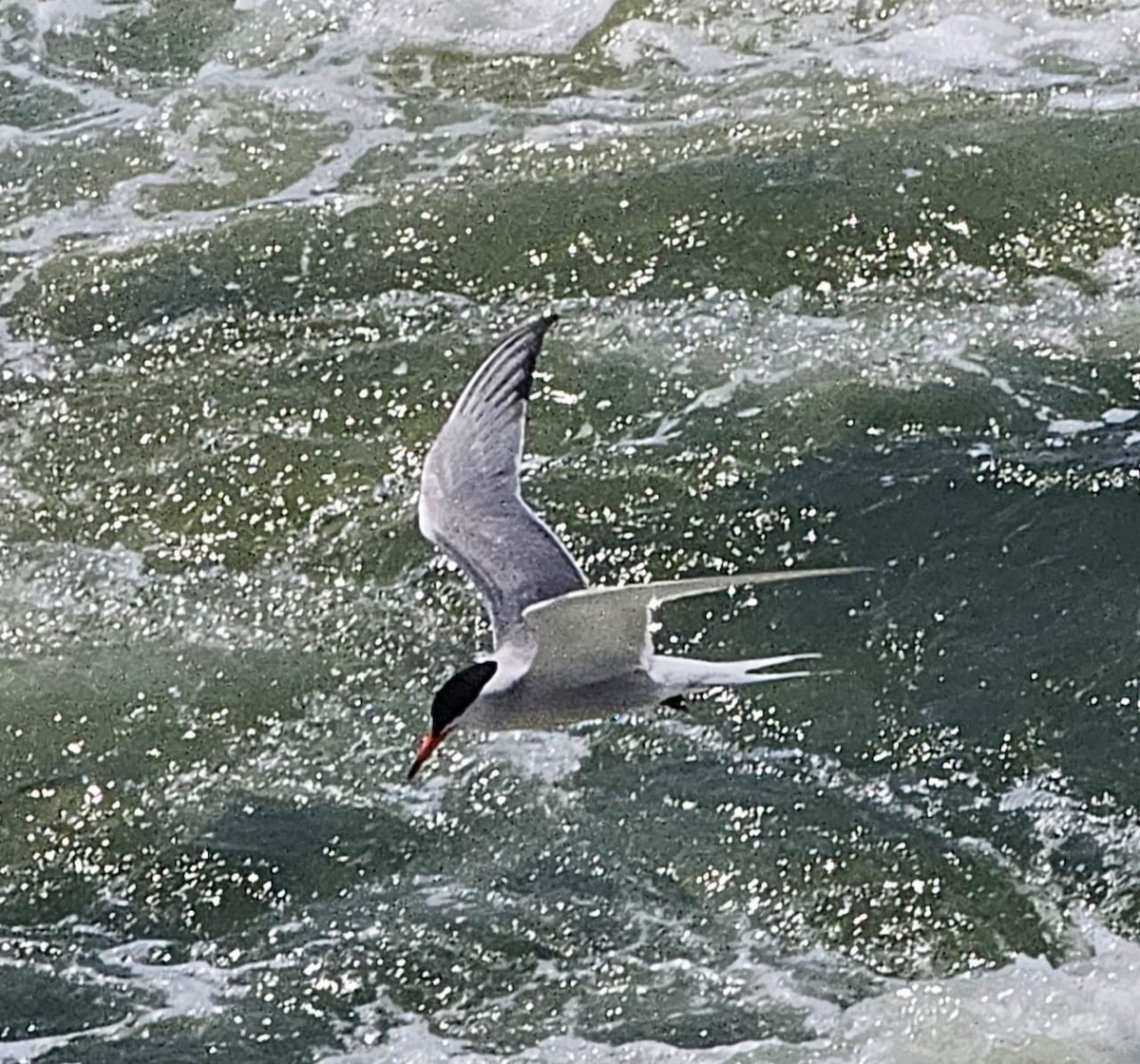 Sterne pierregarin - ML643161871