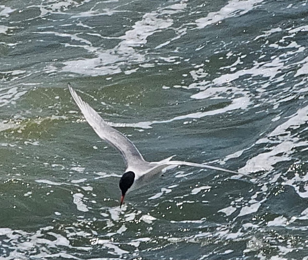 Sterne pierregarin - ML643161885