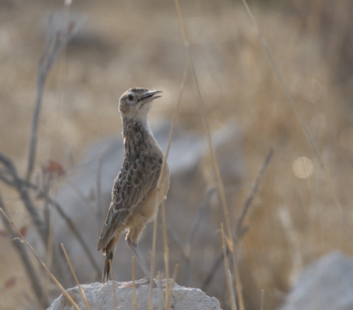 Spike-heeled Lark - ML643161887