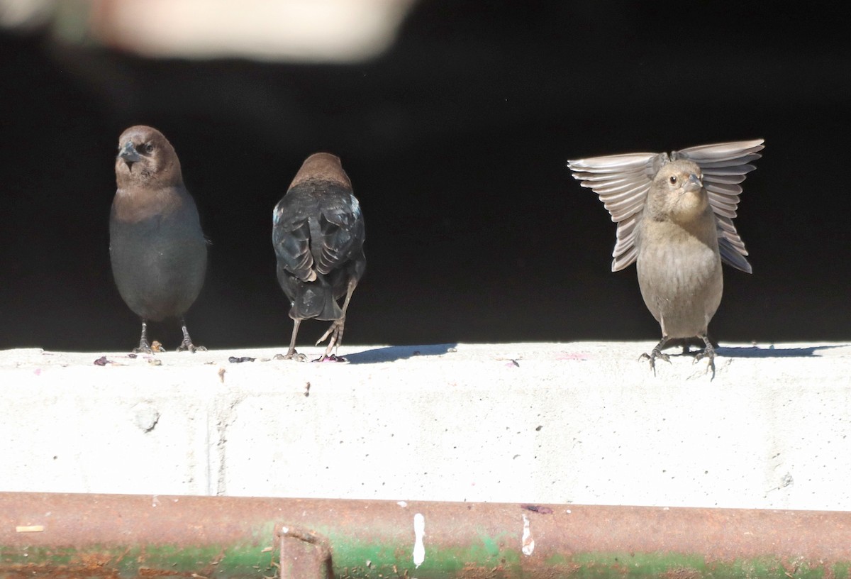 Brown-headed Cowbird - ML643161888