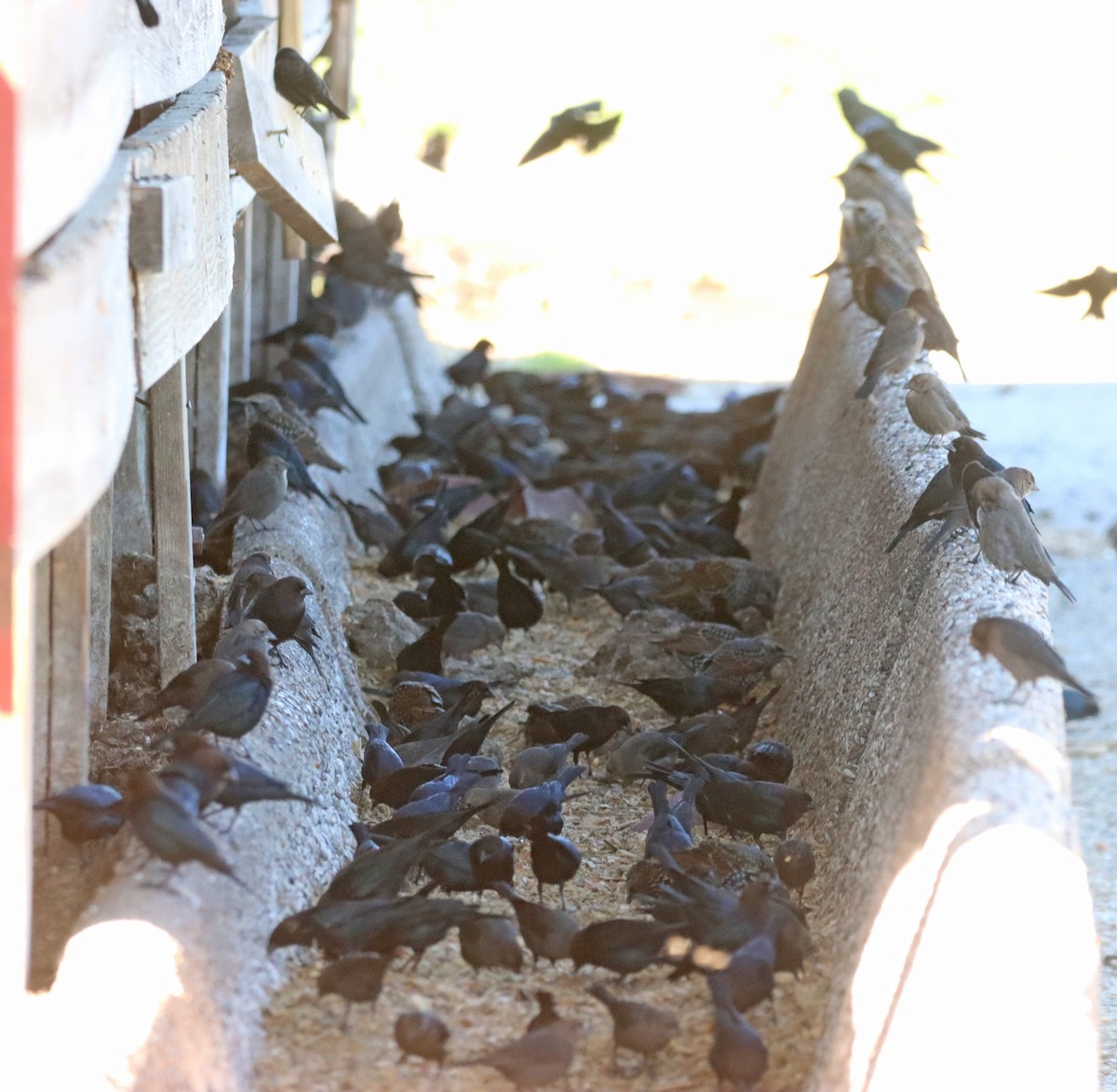 Brown-headed Cowbird - ML643161895