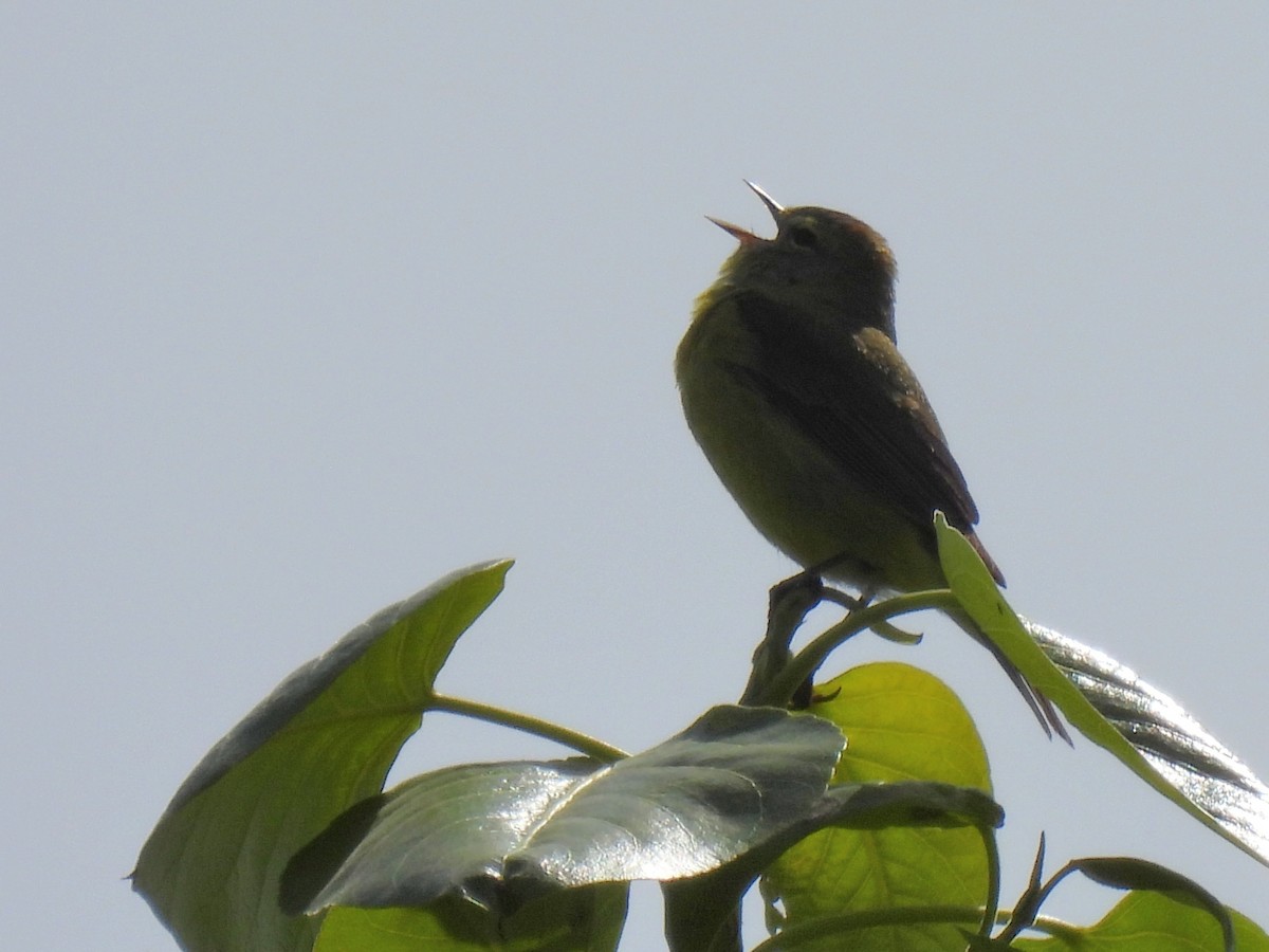 Orange-crowned Warbler - ML643161900