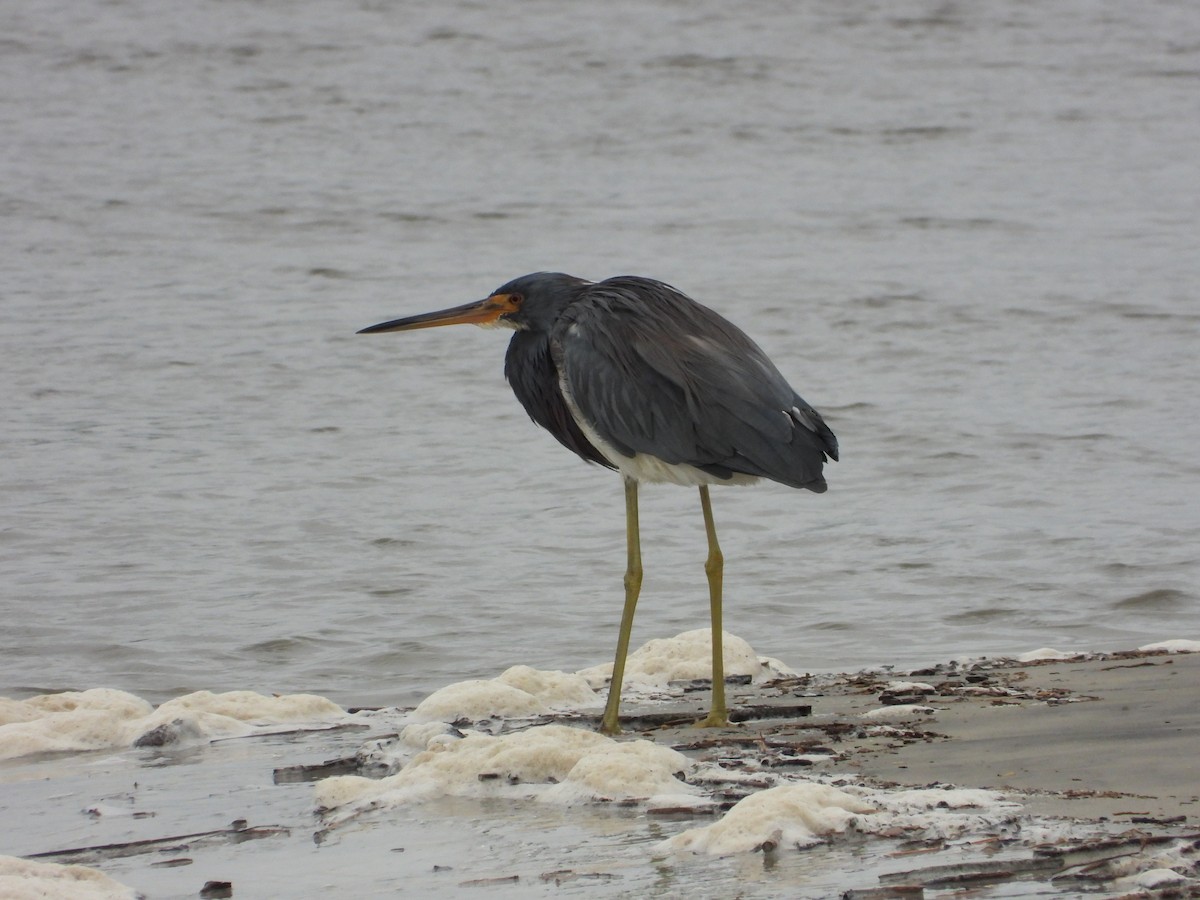 Tricolored Heron - ML643161902