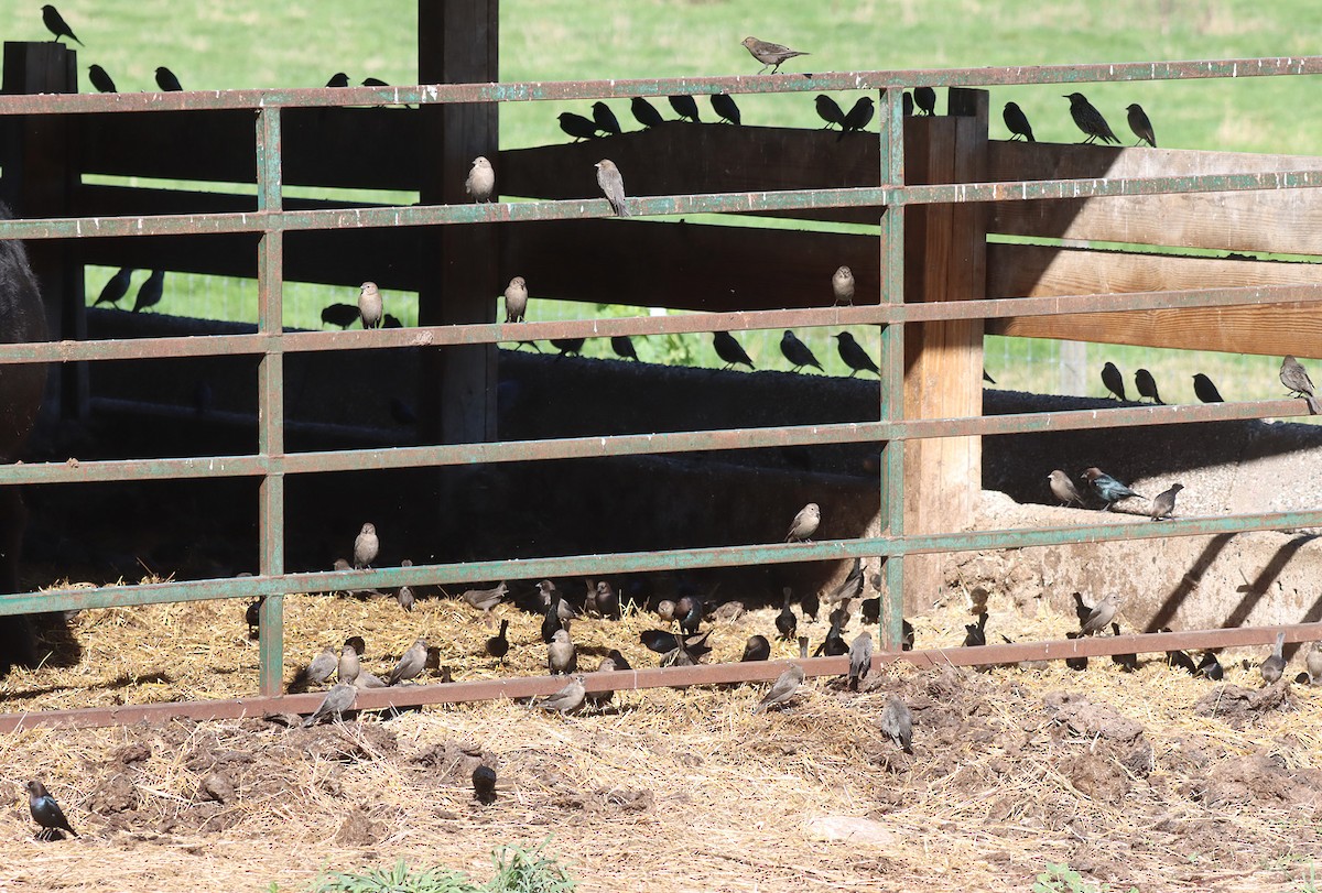 Brown-headed Cowbird - ML643161907