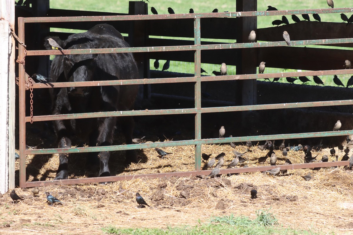 Brown-headed Cowbird - ML643161919