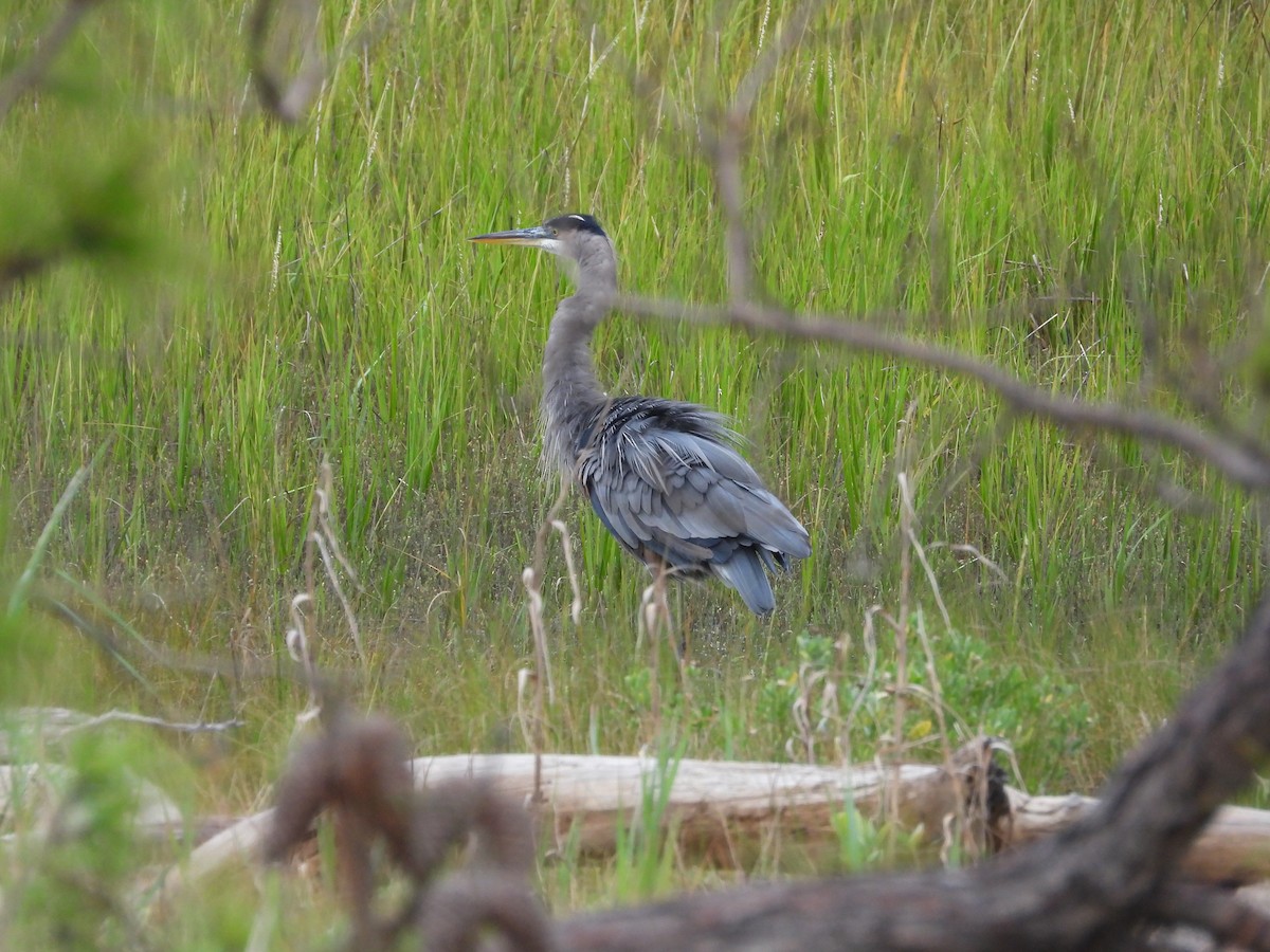 Great Blue Heron - ML643161924