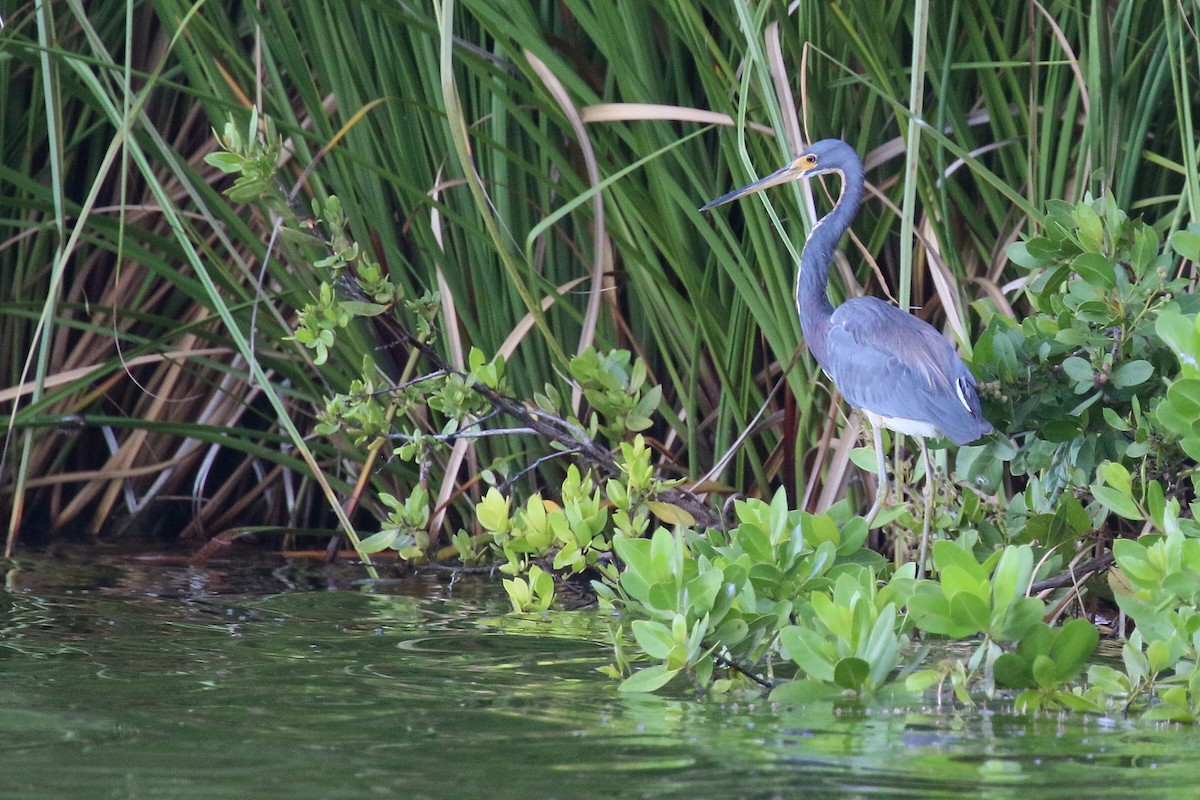 Tricolored Heron - ML643161927