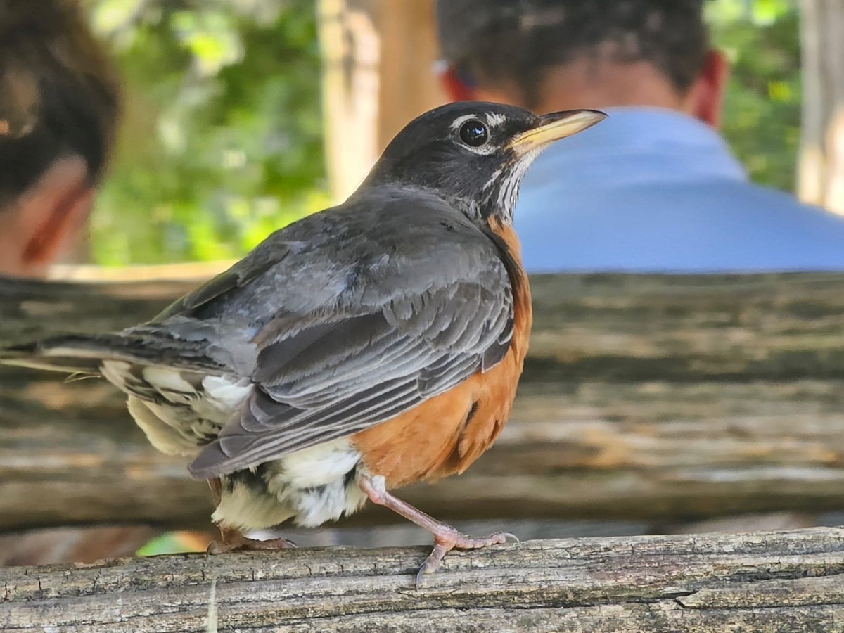 American Robin - ML643161930