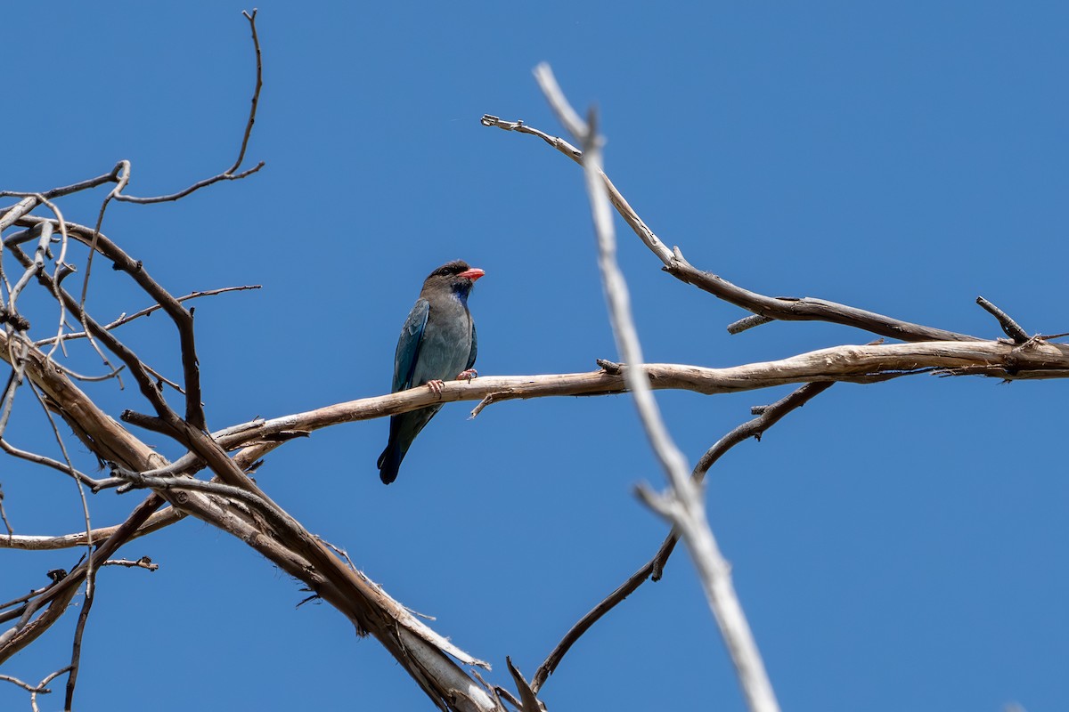 Dollarbird - ML643161941