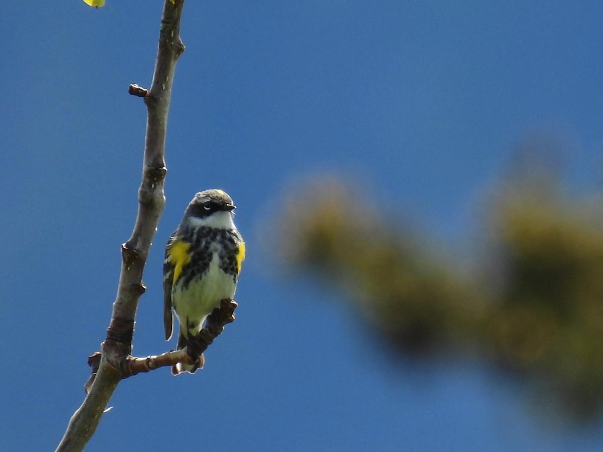 Yellow-rumped Warbler - ML643161942