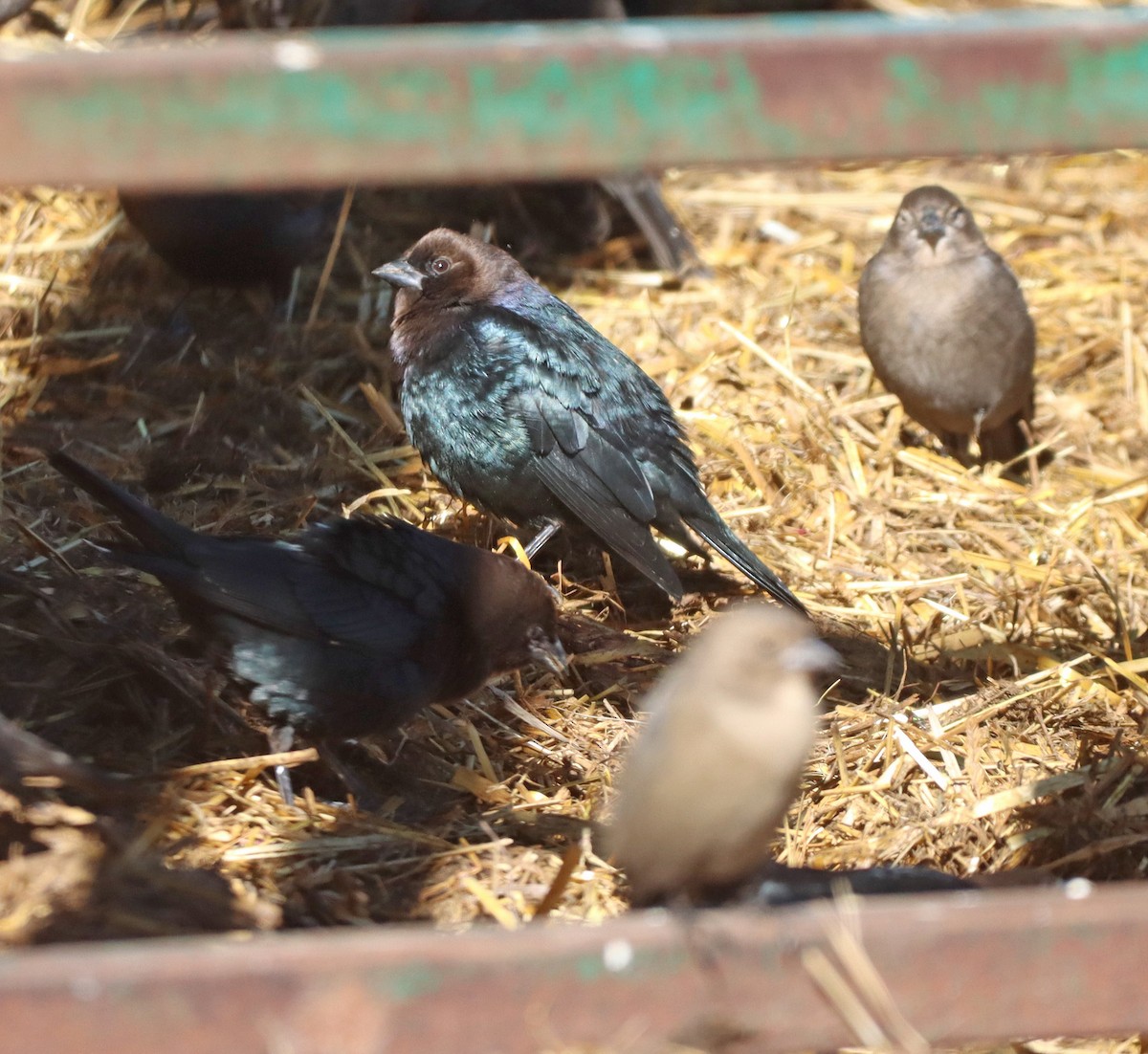 Brown-headed Cowbird - ML643161948