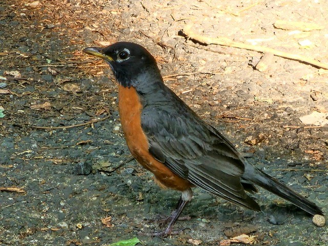 American Robin - ML643161951