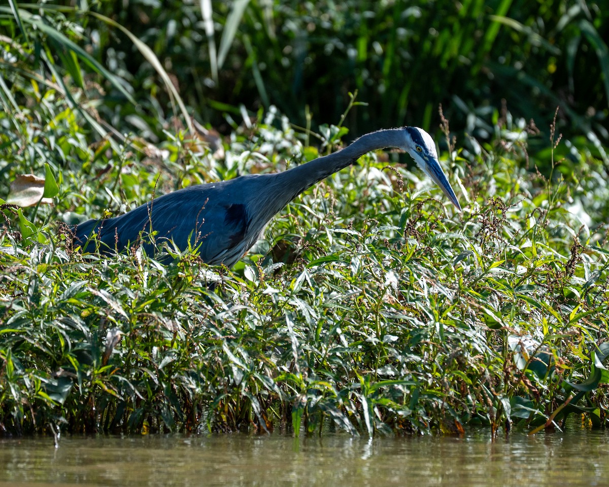 Garza Azulada - ML643162000