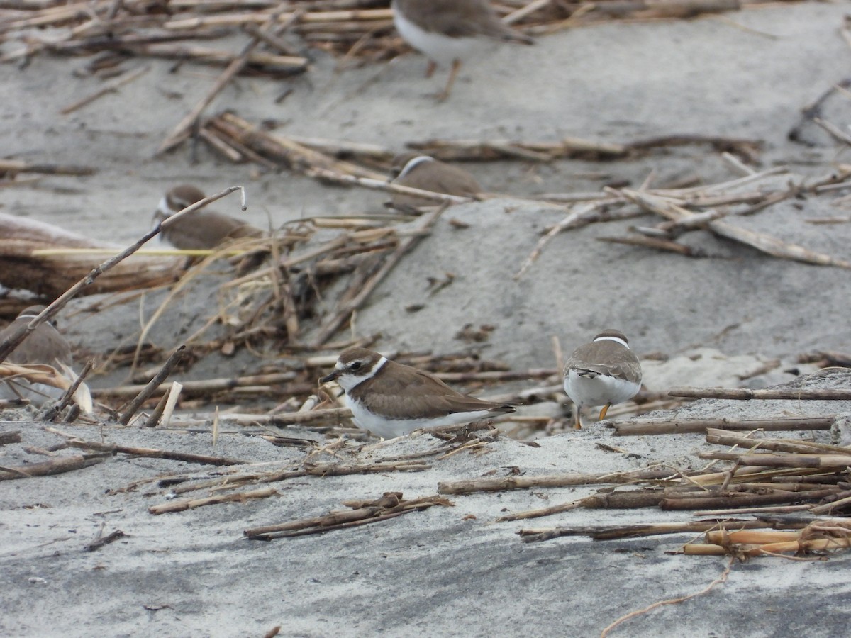Semipalmated Plover - ML643162016