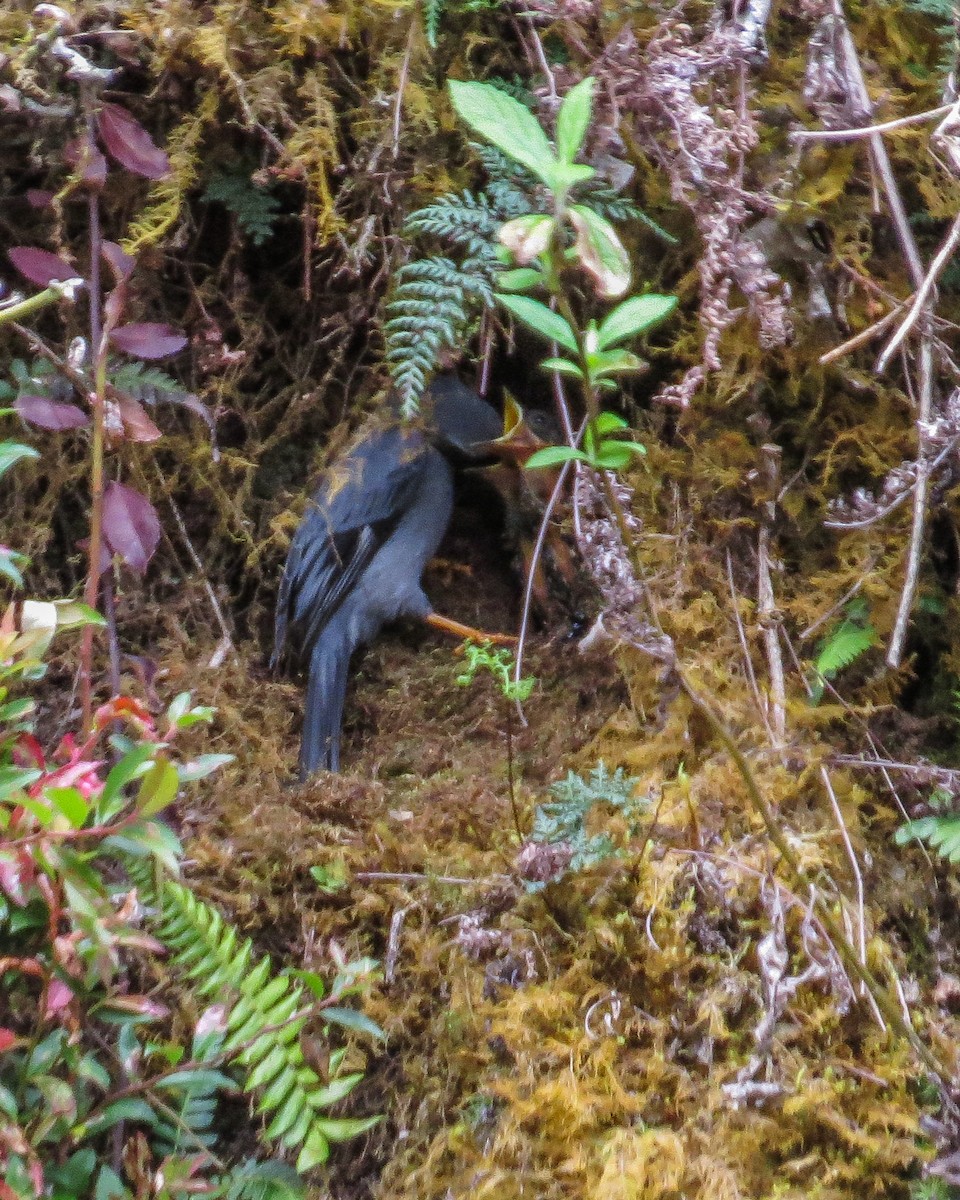Black-faced Solitaire - ML643162030