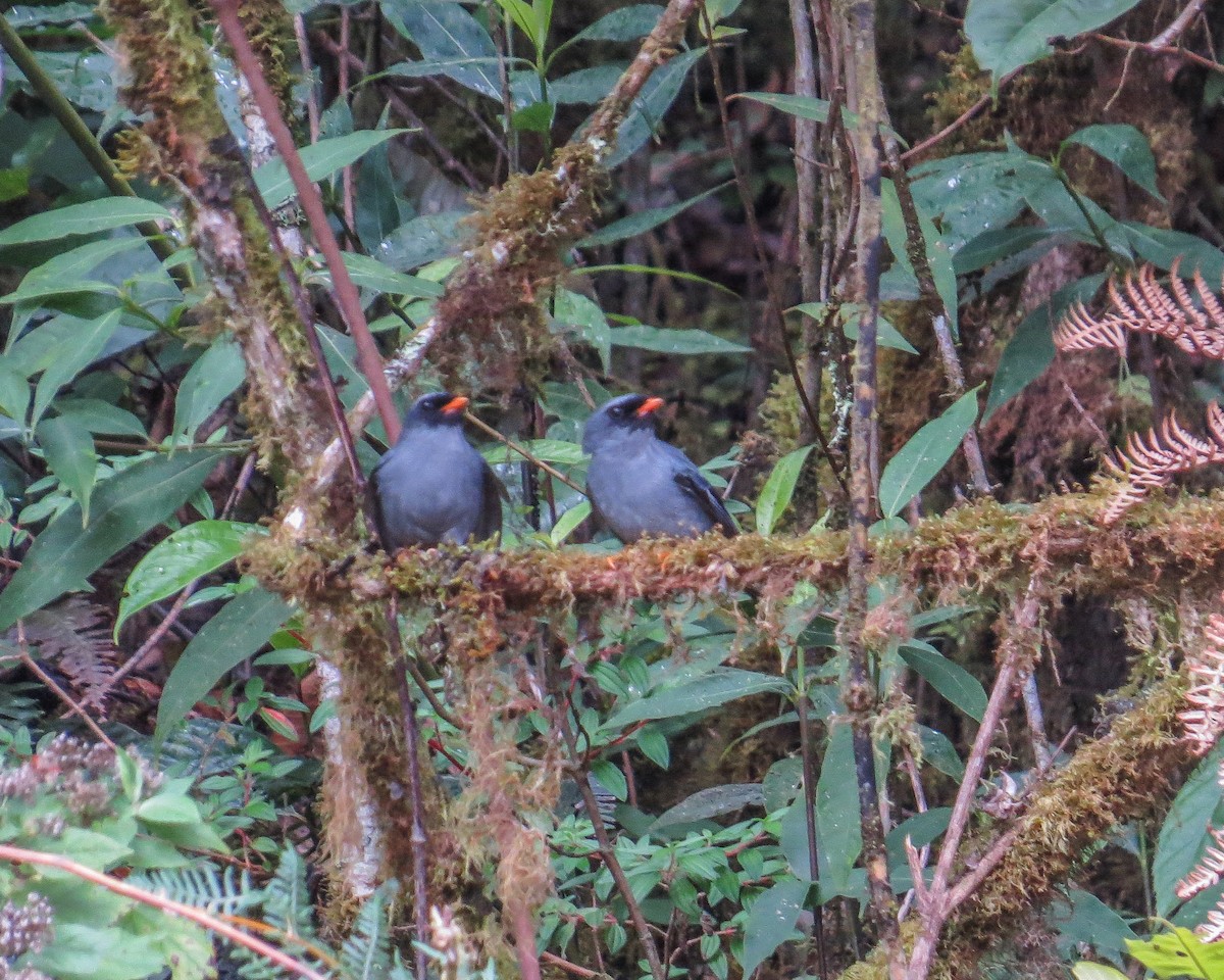 Black-faced Solitaire - ML643162031