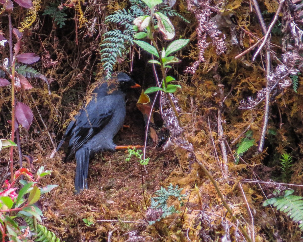Black-faced Solitaire - ML643162032