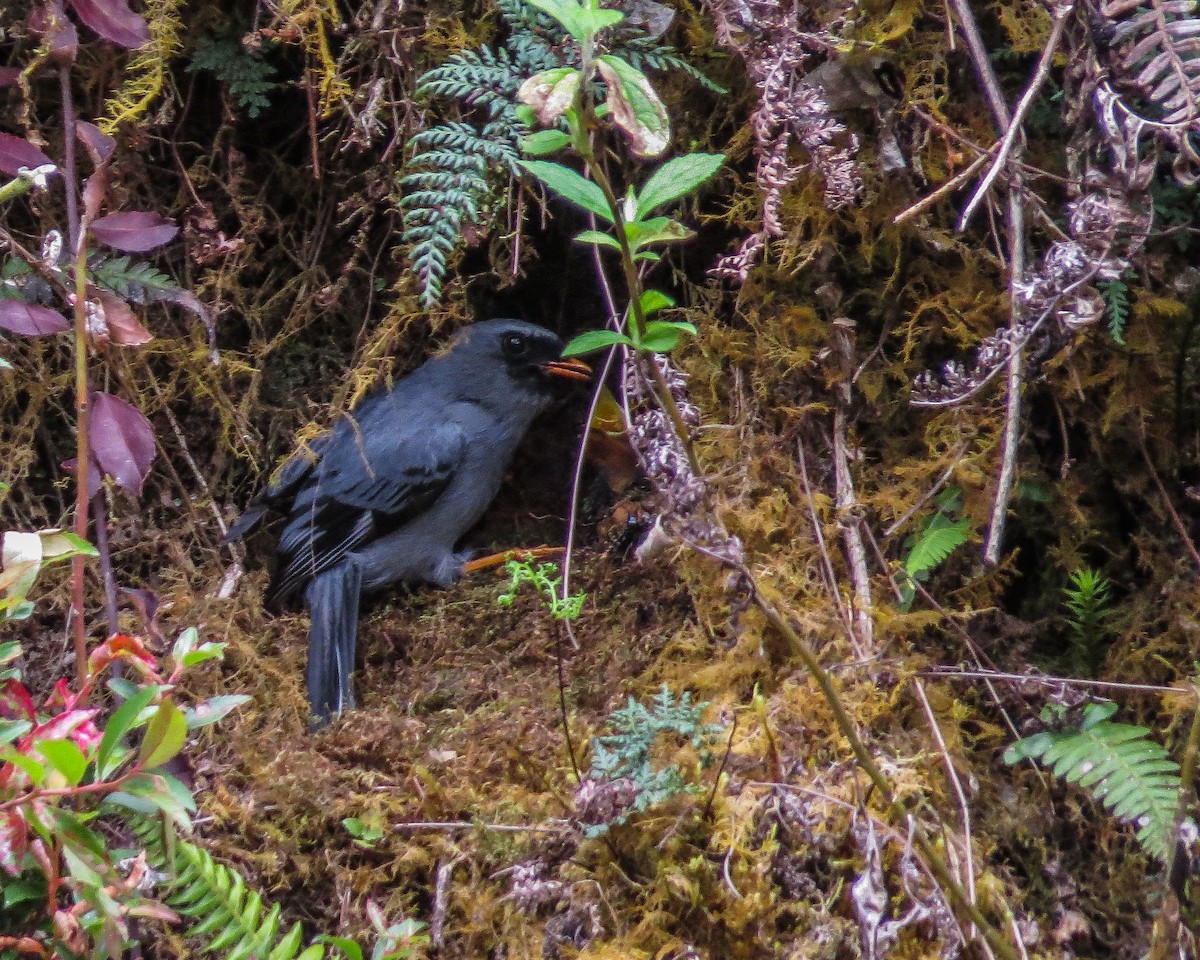 Black-faced Solitaire - ML643162034