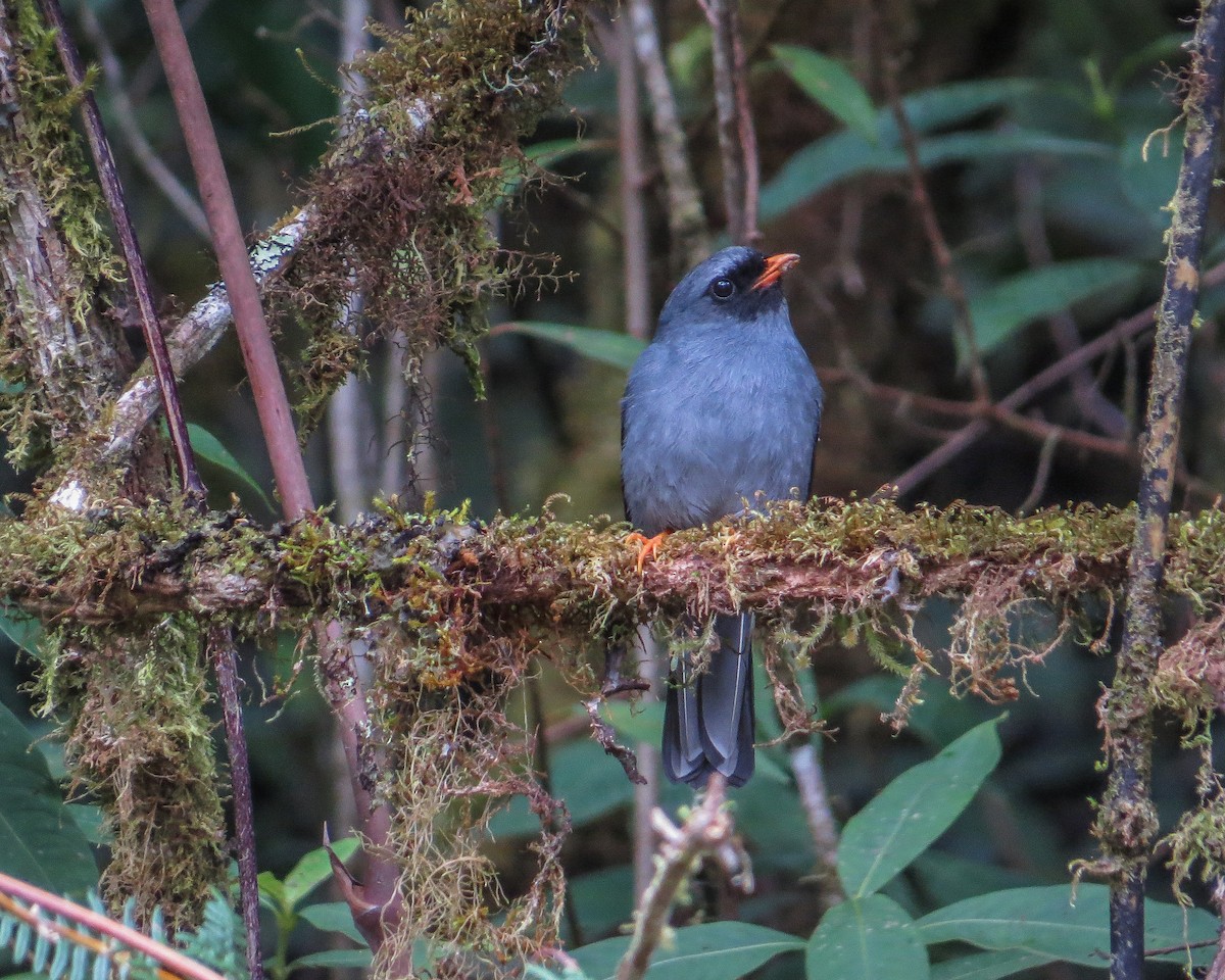Black-faced Solitaire - ML643162035