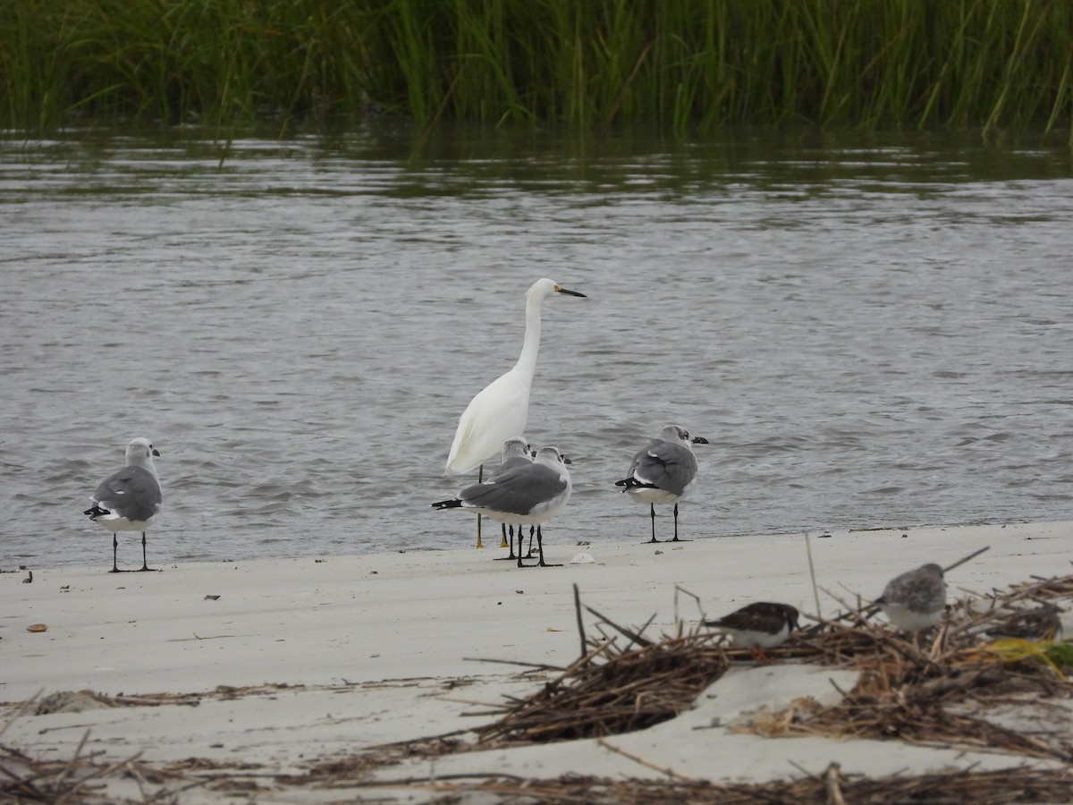 Snowy Egret - ML643162038