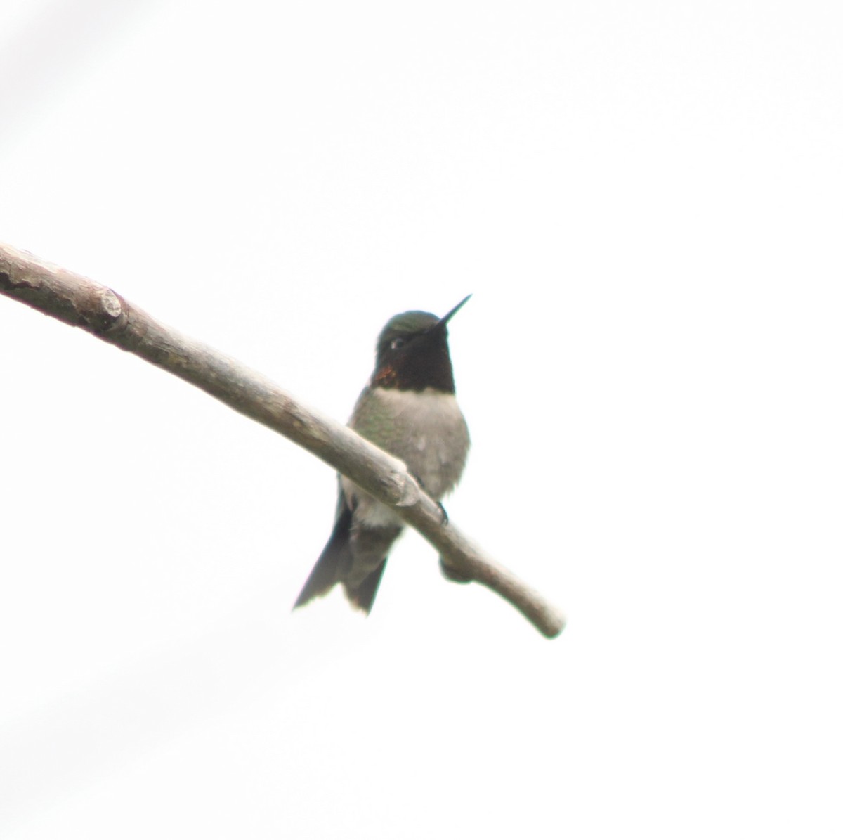 Ruby-throated Hummingbird - ML643162048