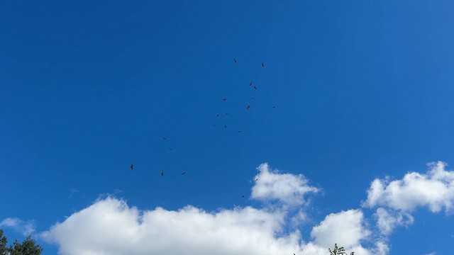 Turkey Vulture - ML643162061