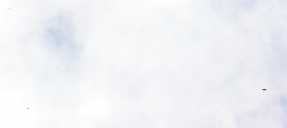 diurnal raptor sp. - ML643162099