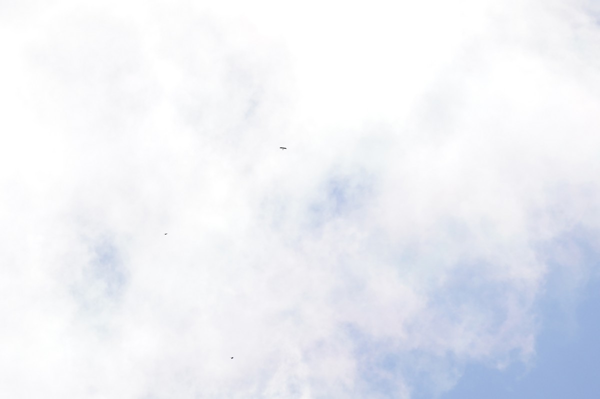 diurnal raptor sp. - ML643162104